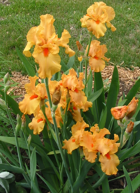 orange chariot. цветочки