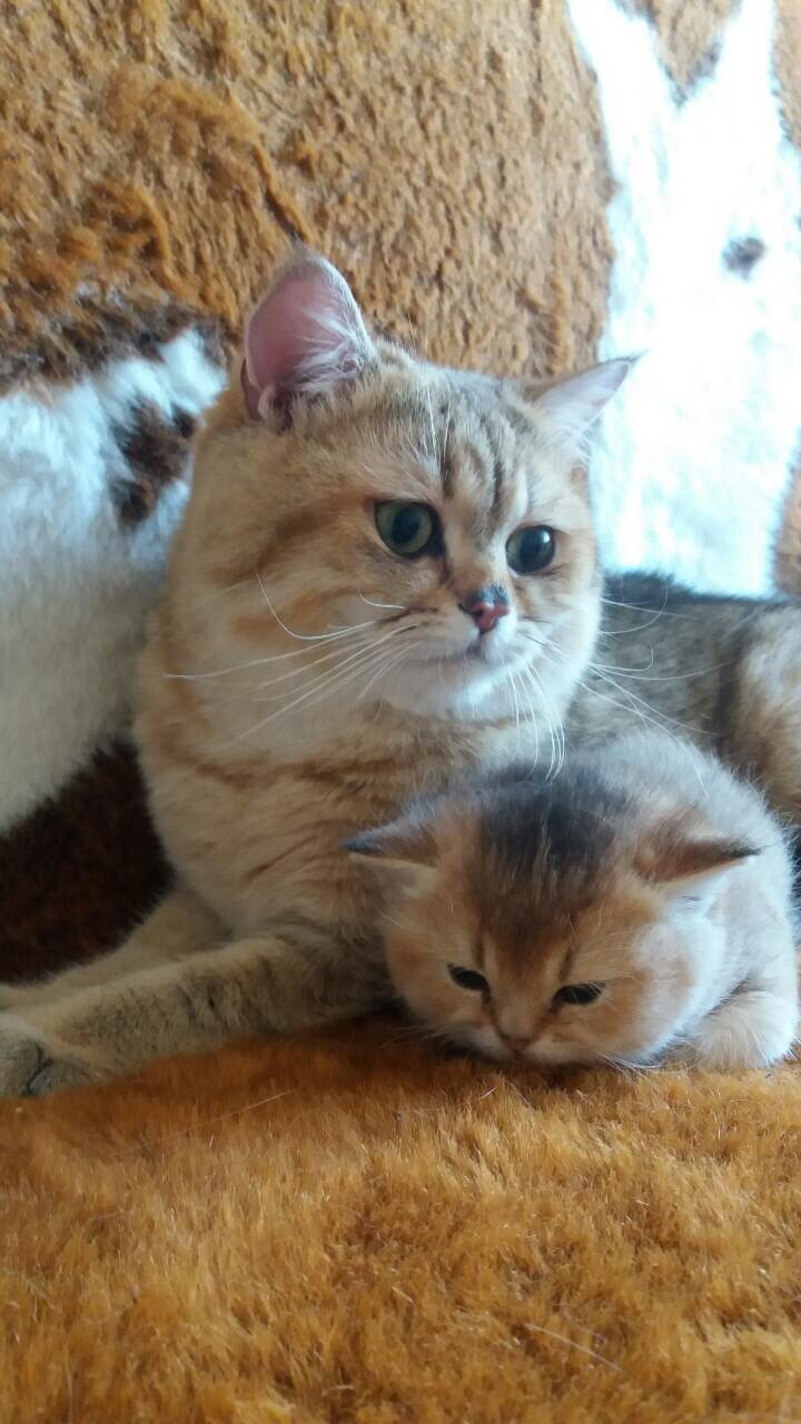 Британские котята 2017