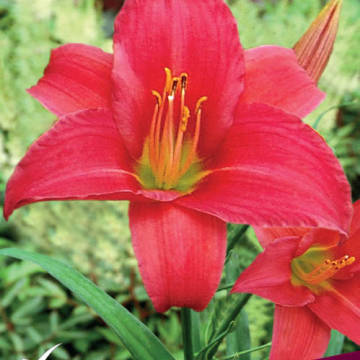 Лилейник гибридный Литтл Бизнес. лилейники