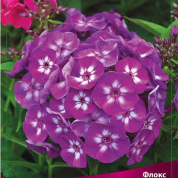 Флокс метельчатый Пёпл Айз. флоксы