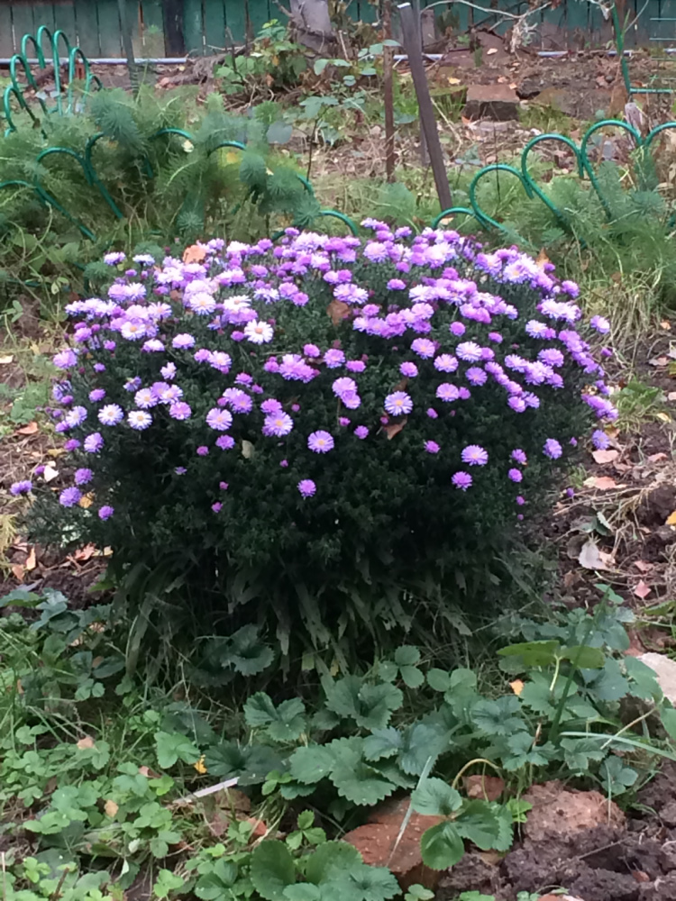 астра осенняя 100р в горшке. ЦВЕТЫ ЛЕТО 2020-ХОЧУ