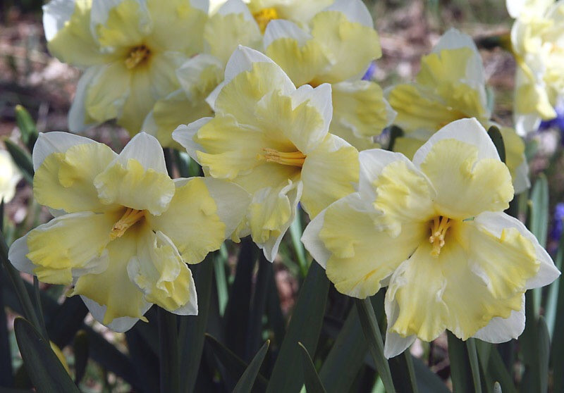 ТЮЛЬПАНЫ,НАРЦИСЫ, КРОКУСЫ, ЛУК