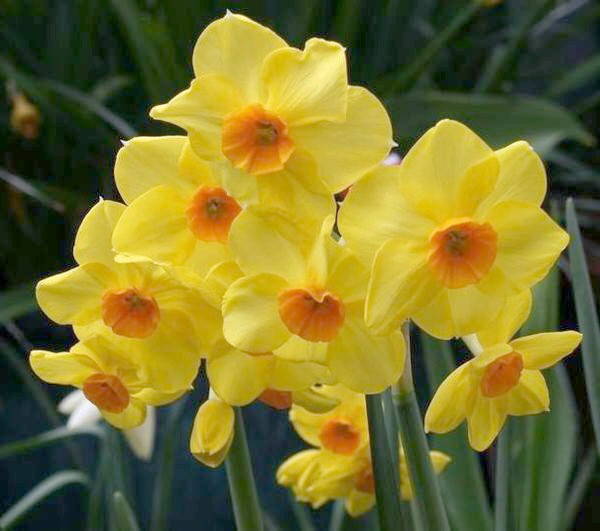 ТЮЛЬПАНЫ,НАРЦИСЫ, КРОКУСЫ, ЛУК