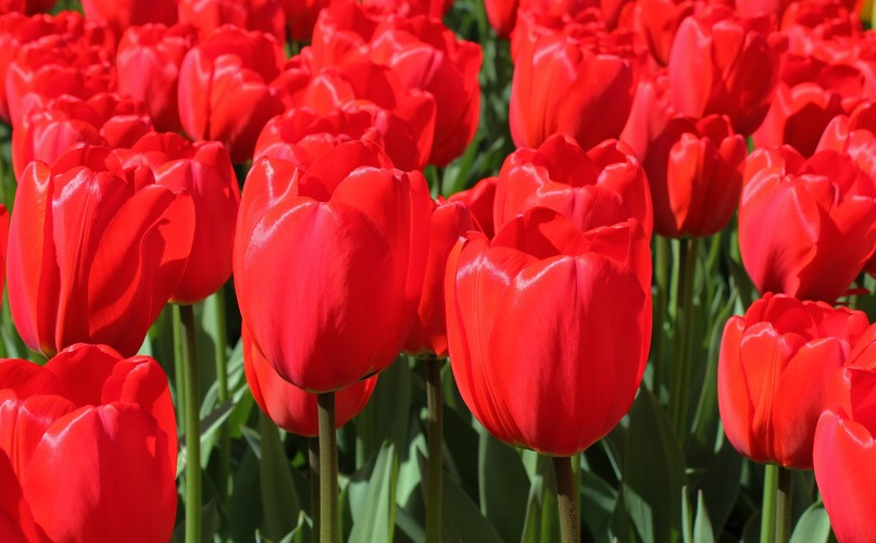 ТЮЛЬПАНЫ,НАРЦИСЫ, КРОКУСЫ, ЛУК