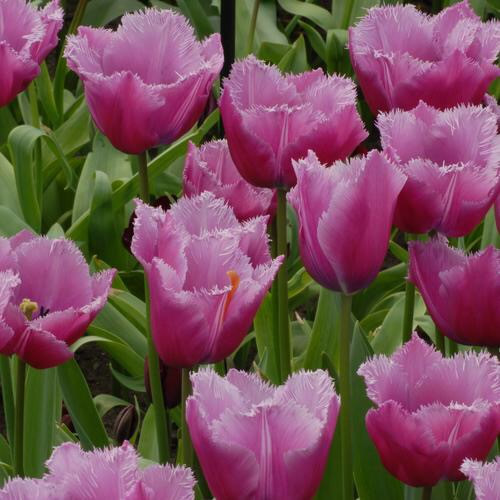 ТЮЛЬПАНЫ,НАРЦИСЫ, КРОКУСЫ, ЛУК