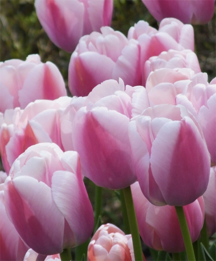 ТЮЛЬПАНЫ,НАРЦИСЫ, КРОКУСЫ, ЛУК