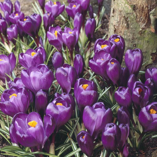 ТЮЛЬПАНЫ,НАРЦИСЫ, КРОКУСЫ, ЛУК