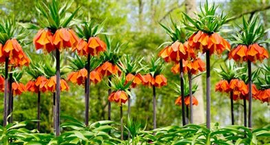 ТЮЛЬПАНЫ,НАРЦИСЫ, КРОКУСЫ, ЛУК