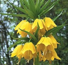 ТЮЛЬПАНЫ,НАРЦИСЫ, КРОКУСЫ, ЛУК