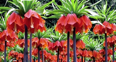 ТЮЛЬПАНЫ,НАРЦИСЫ, КРОКУСЫ, ЛУК