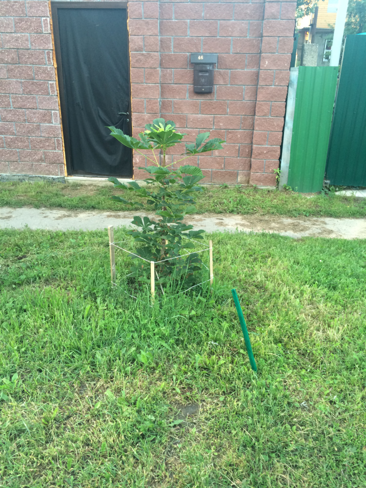 МОИ ЦВЕТОЧКИ