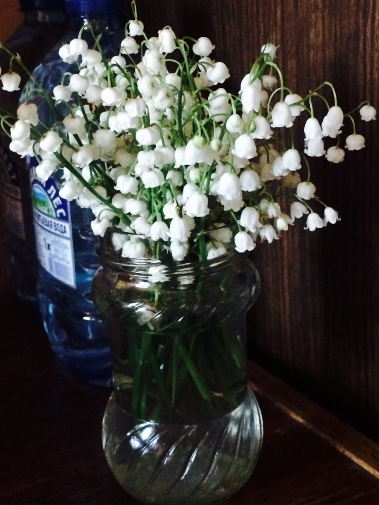 ландыш 100р в горшке несколько корней. МОИ ЦВЕТОЧКИ