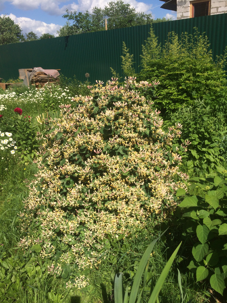 МОИ ЦВЕТОЧКИ