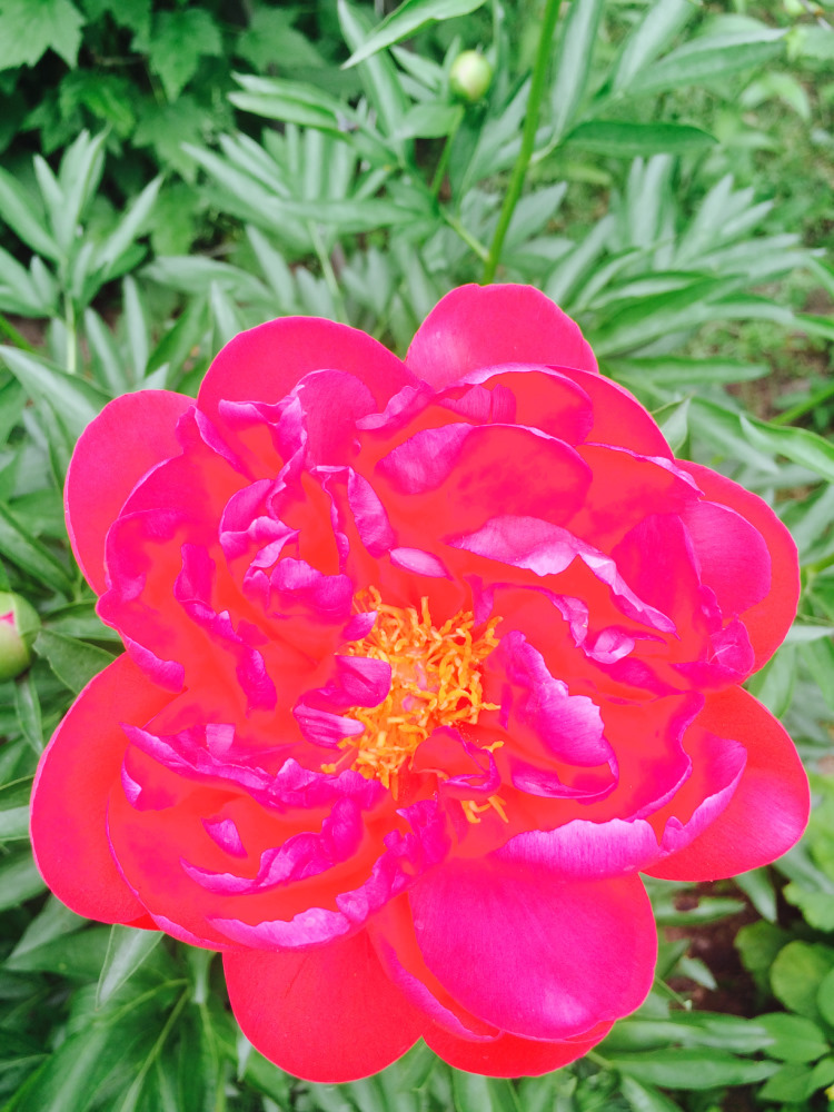 МОИ ЦВЕТОЧКИ