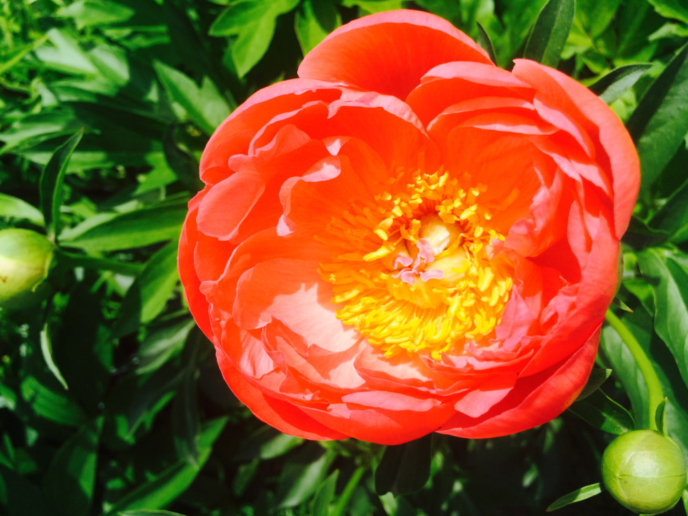 МОИ ЦВЕТОЧКИ