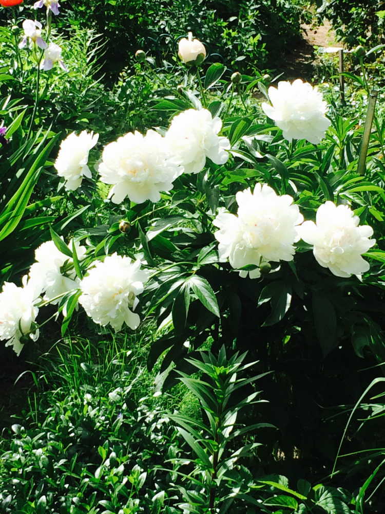 МОИ ЦВЕТОЧКИ