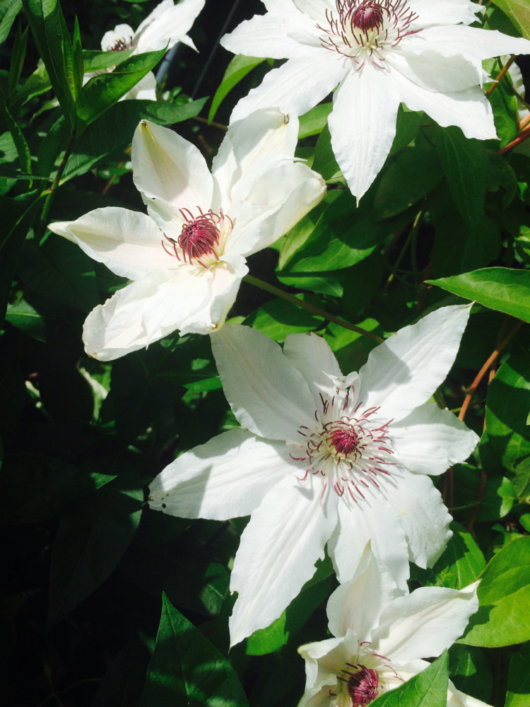 МОИ ЦВЕТОЧКИ