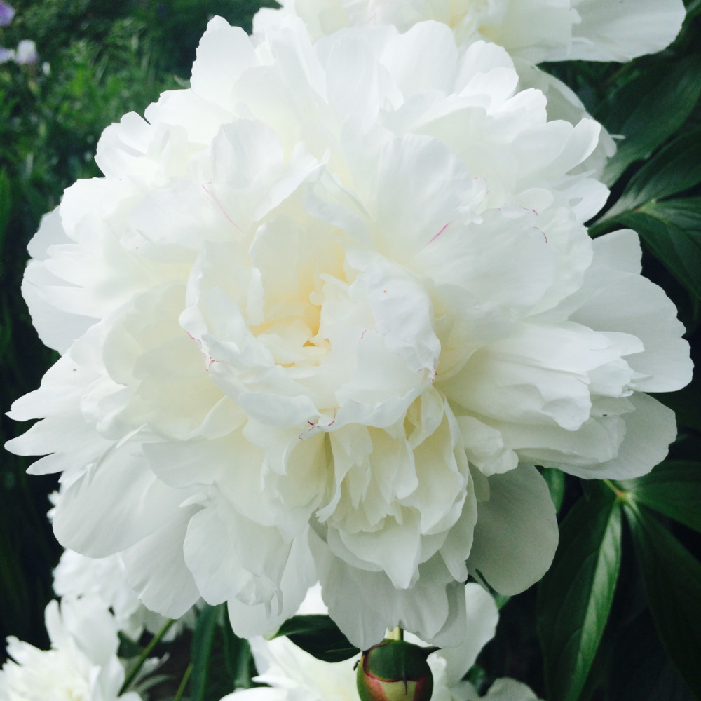 МОИ ЦВЕТОЧКИ