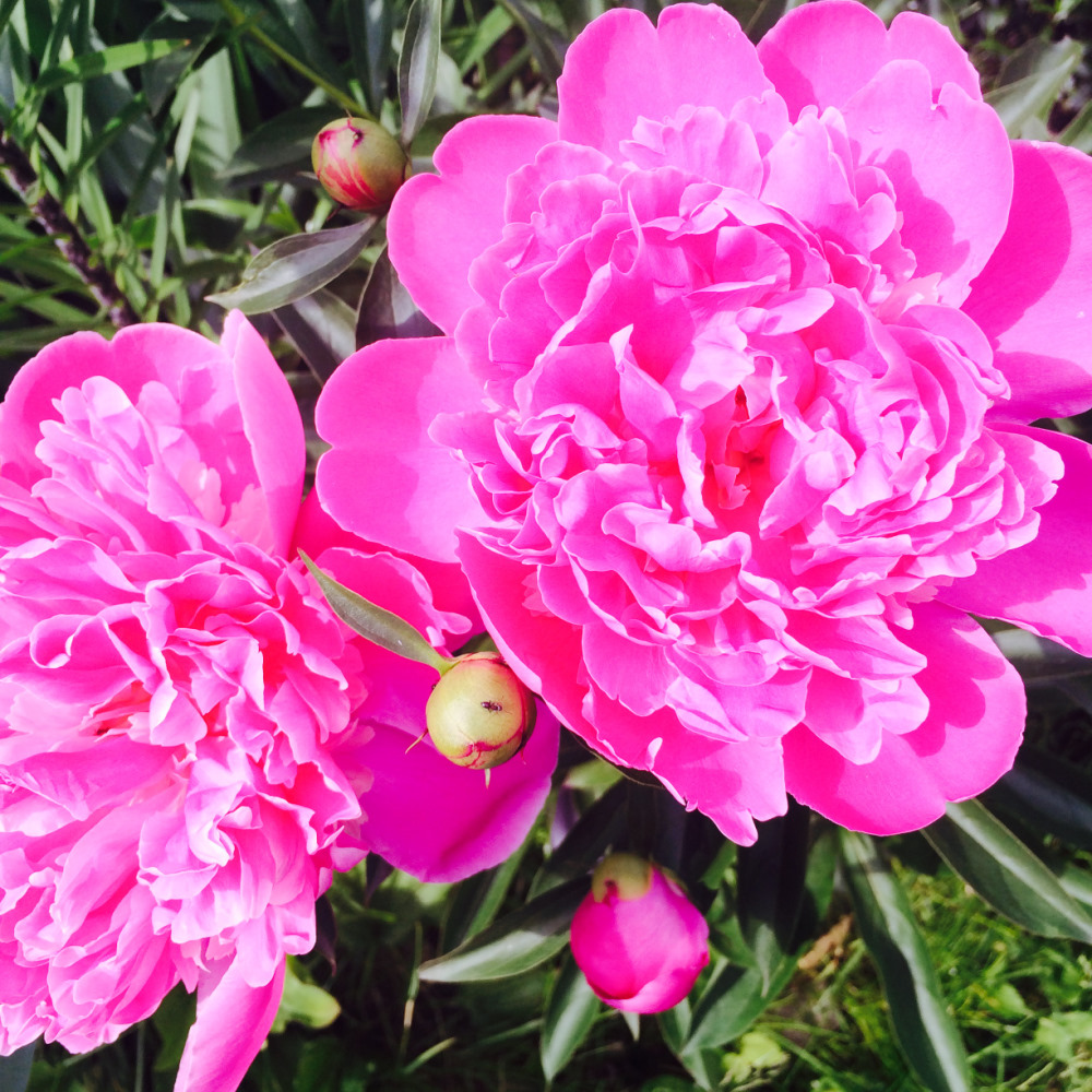 МОИ ЦВЕТОЧКИ