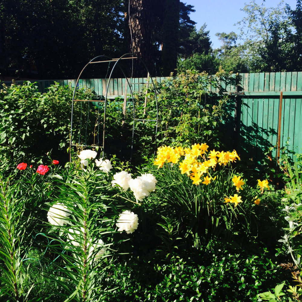 МОИ ЦВЕТОЧКИ