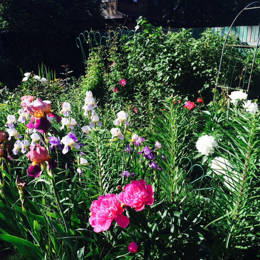 МОИ ЦВЕТОЧКИ