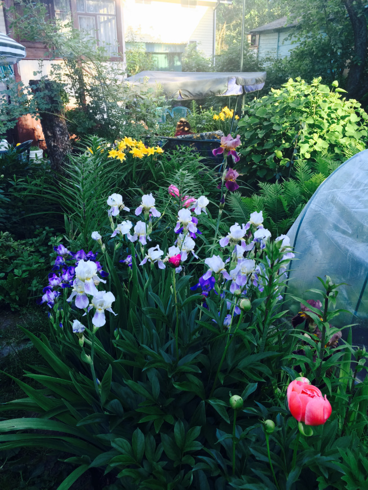 МОИ ЦВЕТОЧКИ