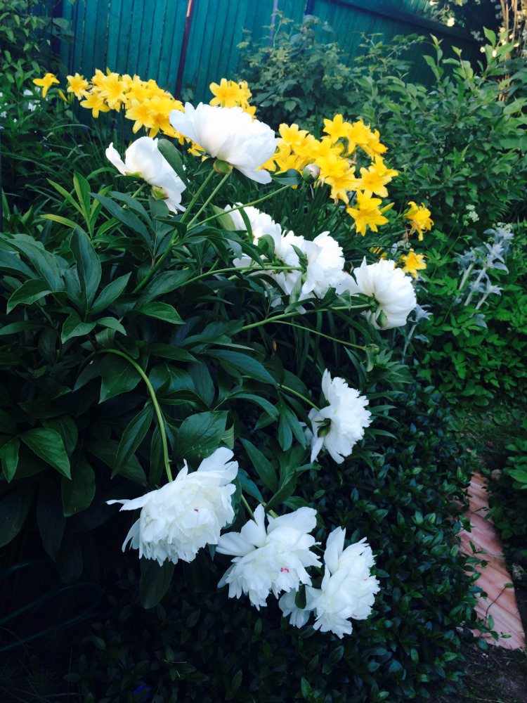 МОИ ЦВЕТОЧКИ