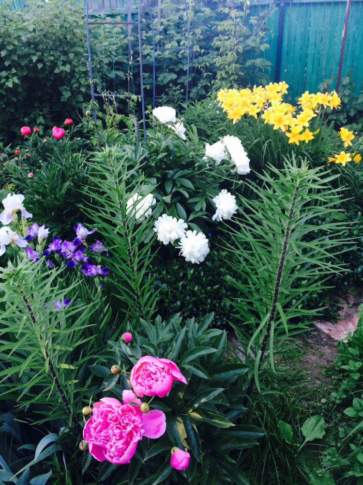 МОИ ЦВЕТОЧКИ