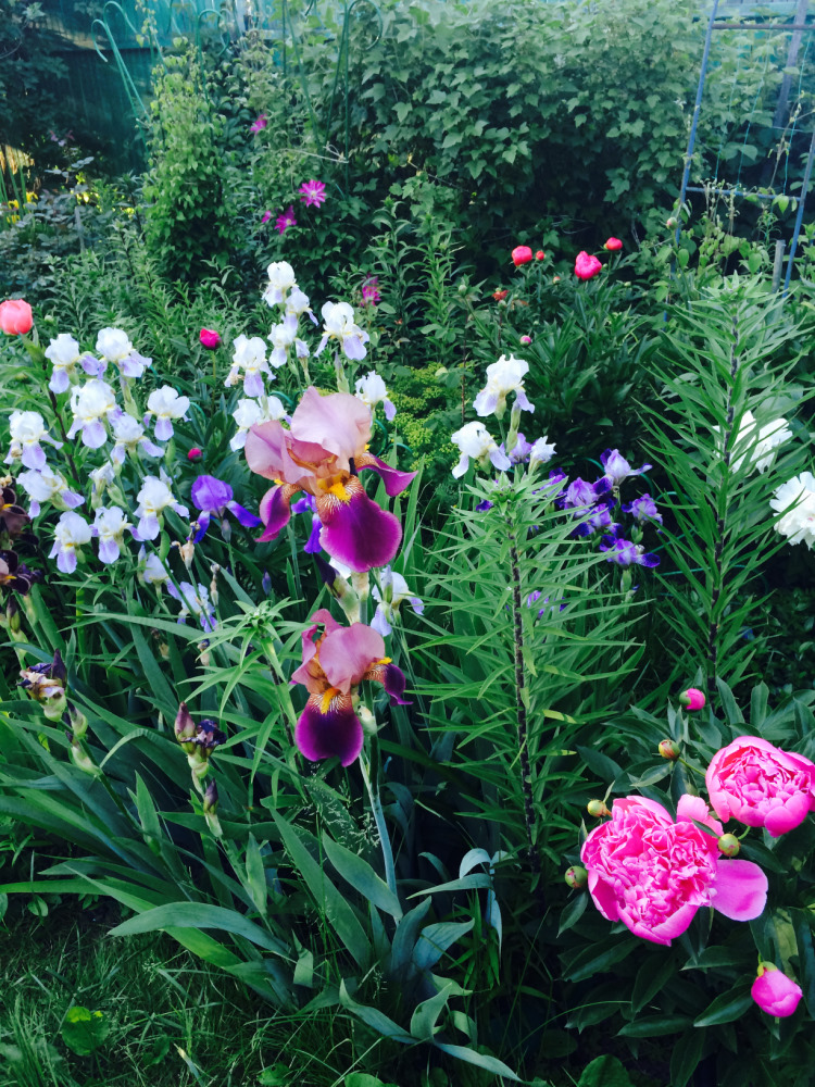 МОИ ЦВЕТОЧКИ