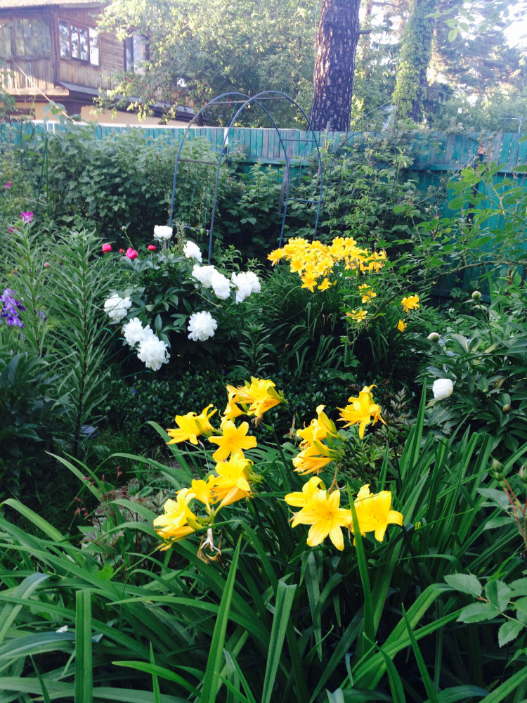 МОИ ЦВЕТОЧКИ