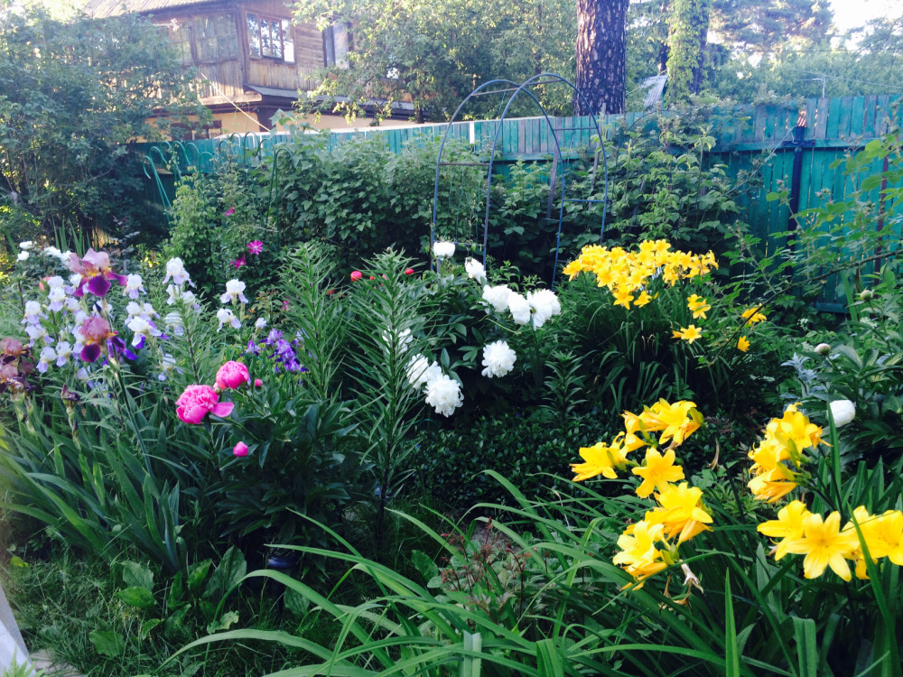 МОИ ЦВЕТОЧКИ