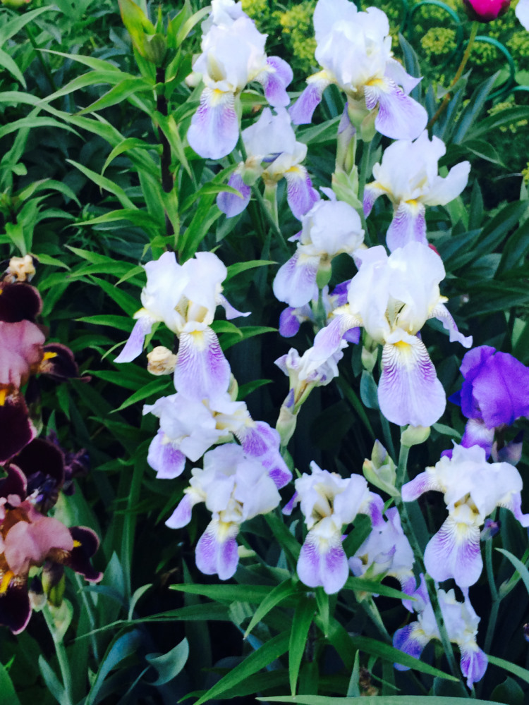 МОИ ЦВЕТОЧКИ