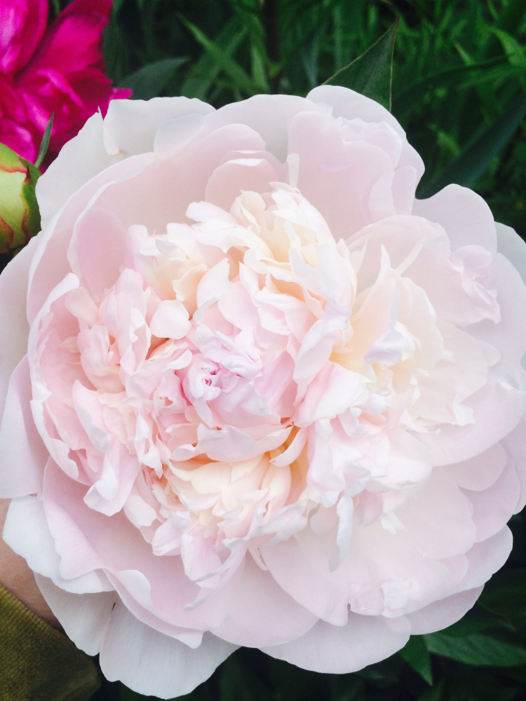 МОИ ЦВЕТОЧКИ