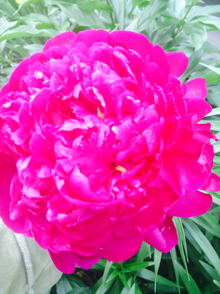 МОИ ЦВЕТОЧКИ