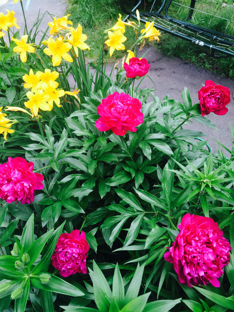 МОИ ЦВЕТОЧКИ