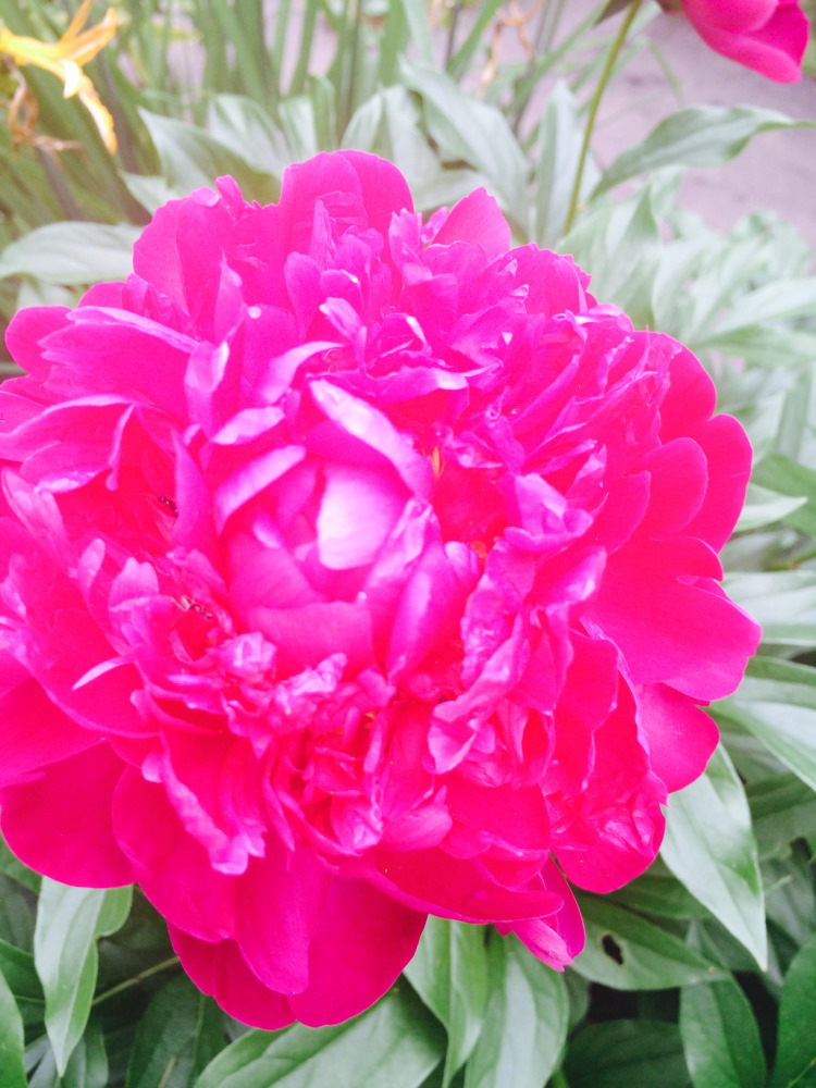 МОИ ЦВЕТОЧКИ