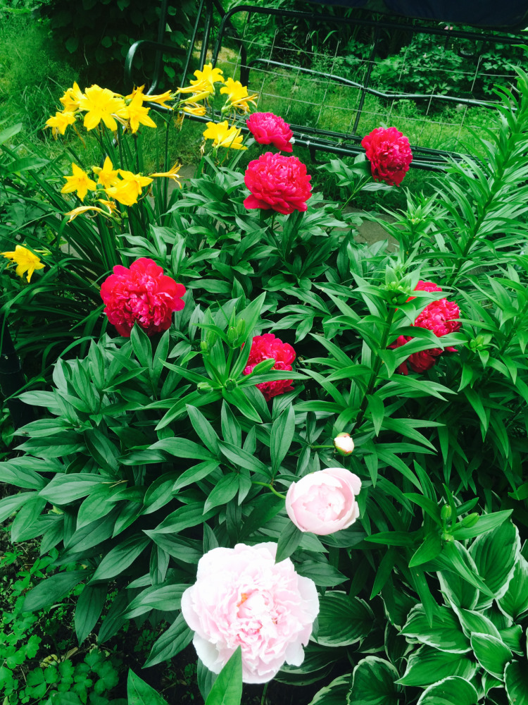 МОИ ЦВЕТОЧКИ