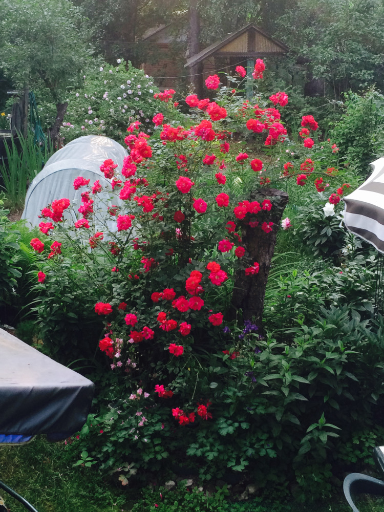 МОИ ЦВЕТОЧКИ