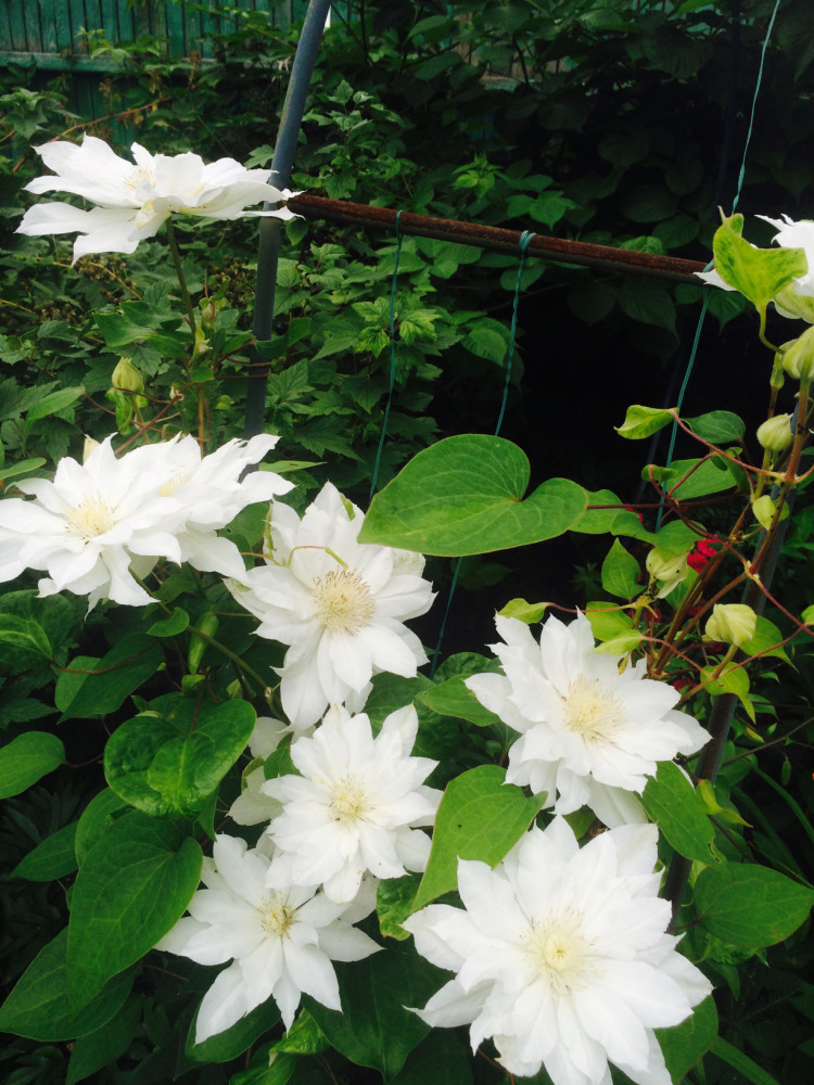 МОИ ЦВЕТОЧКИ