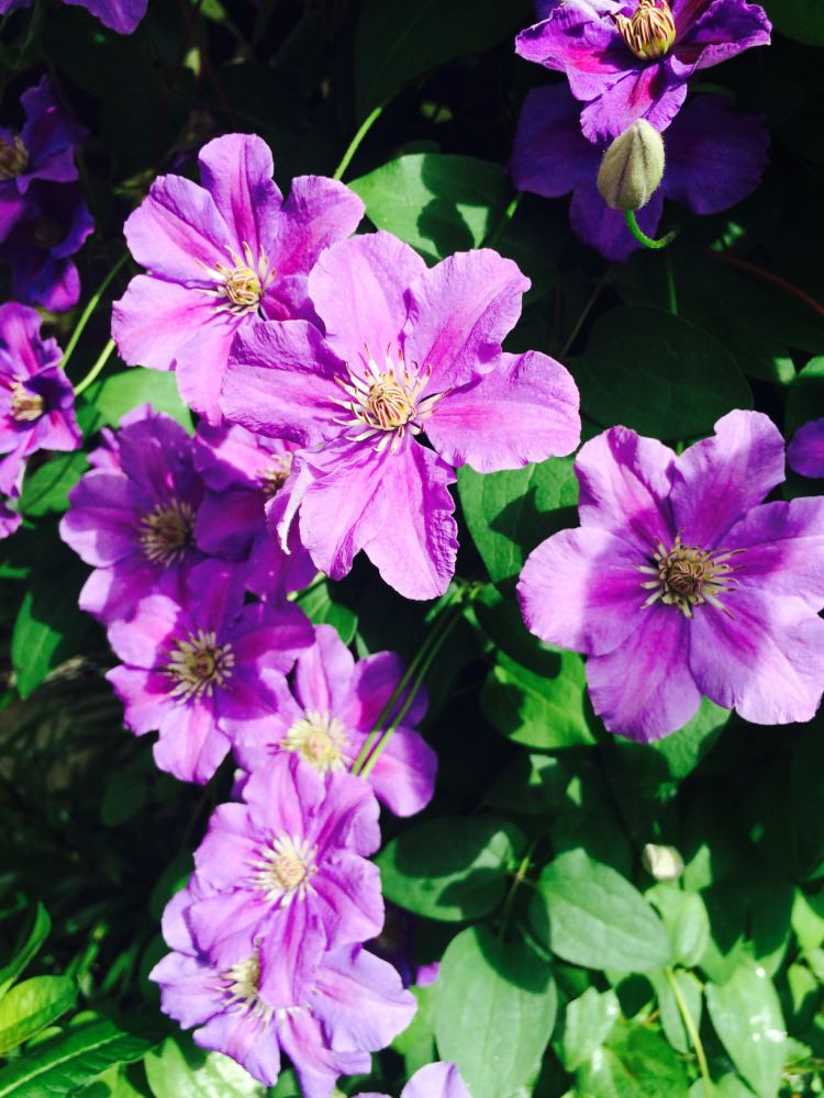 МОИ ЦВЕТОЧКИ