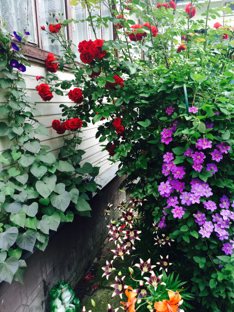 МОИ ЦВЕТОЧКИ