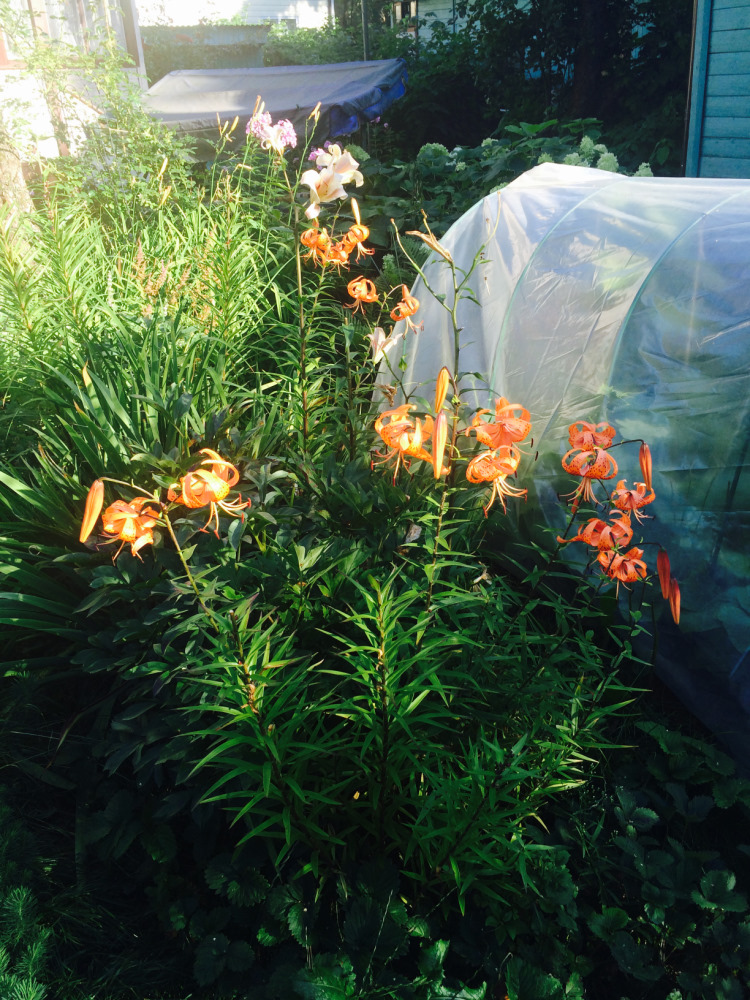 МОИ ЦВЕТОЧКИ