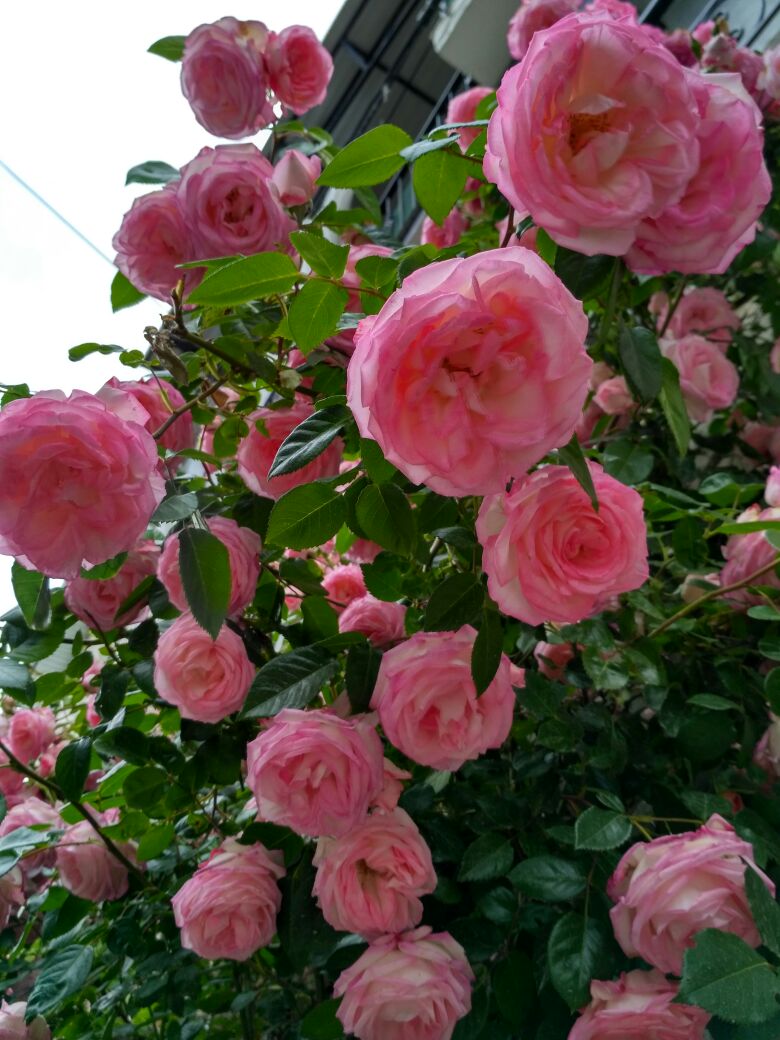 Май Крым 2017. Крым 2017