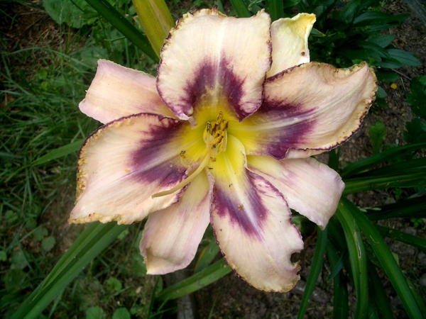 Дестинд ту Си. лилейники