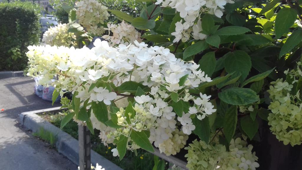 Гортензия Bombshell. 