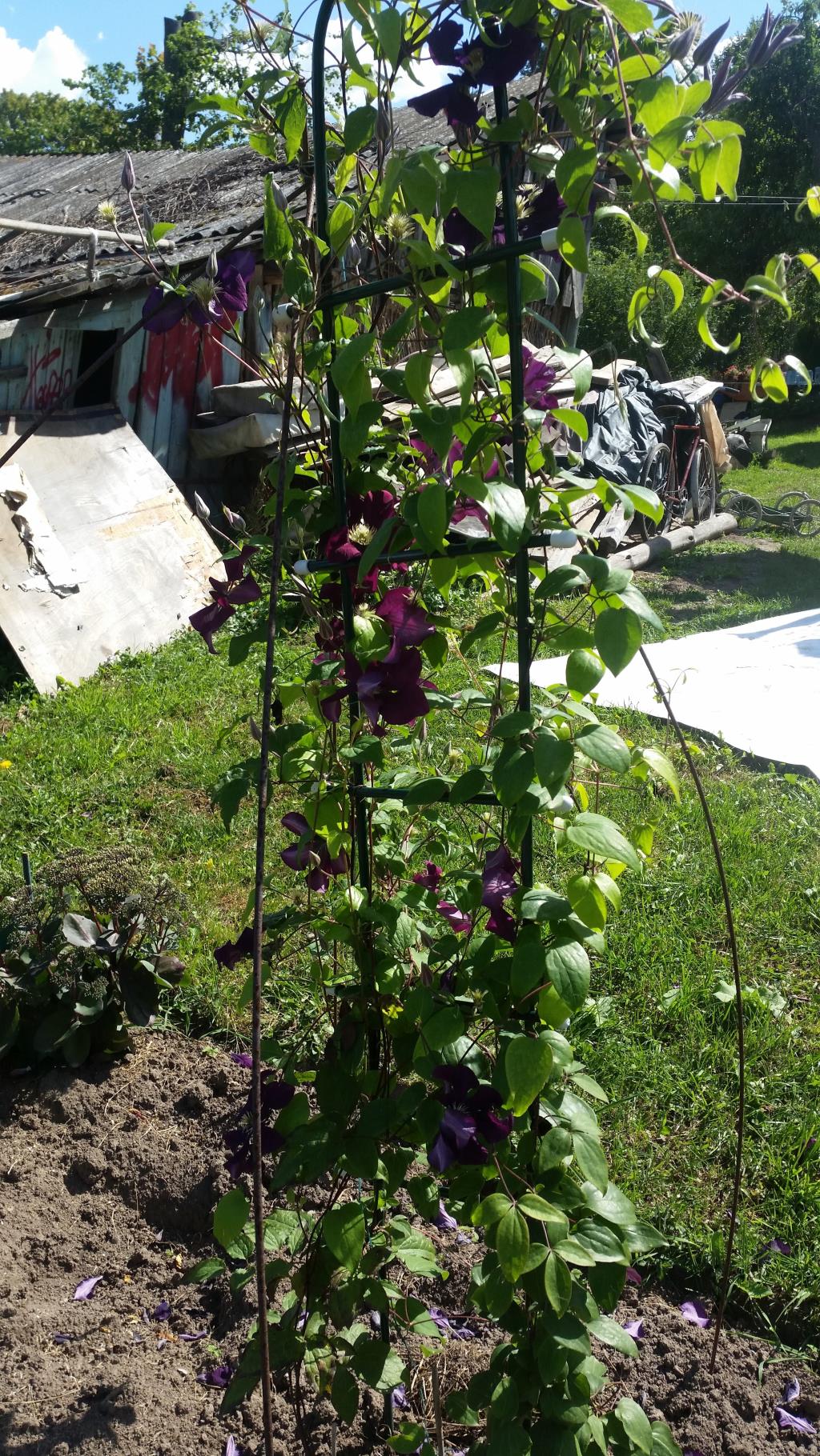 Шпалера Лесенка 1,85. 