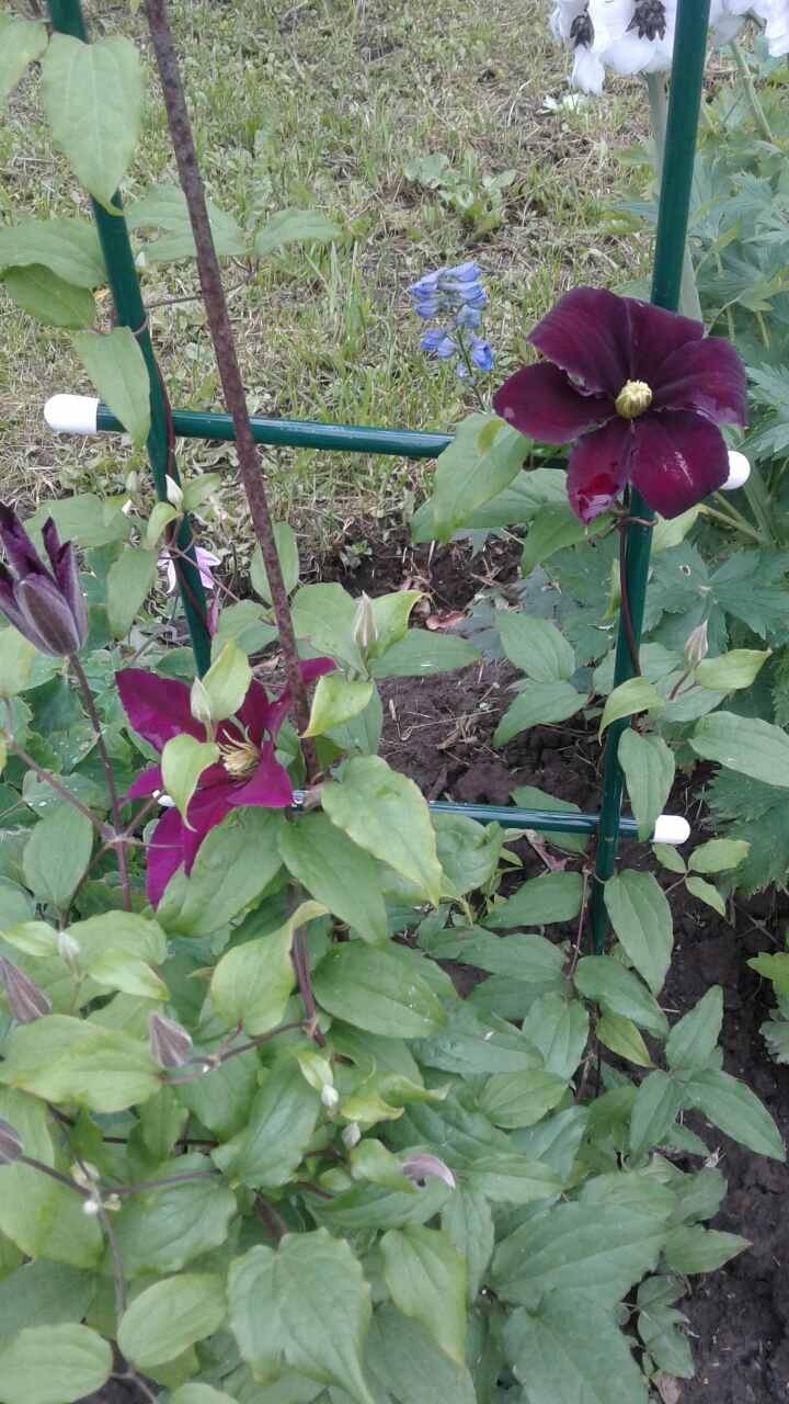 Шпалера Лесенка 1,85. 