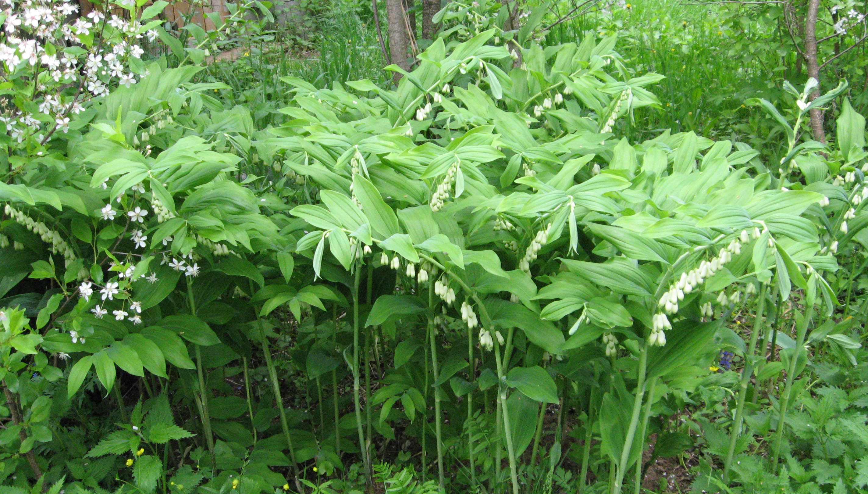 Polygonatum Roseum