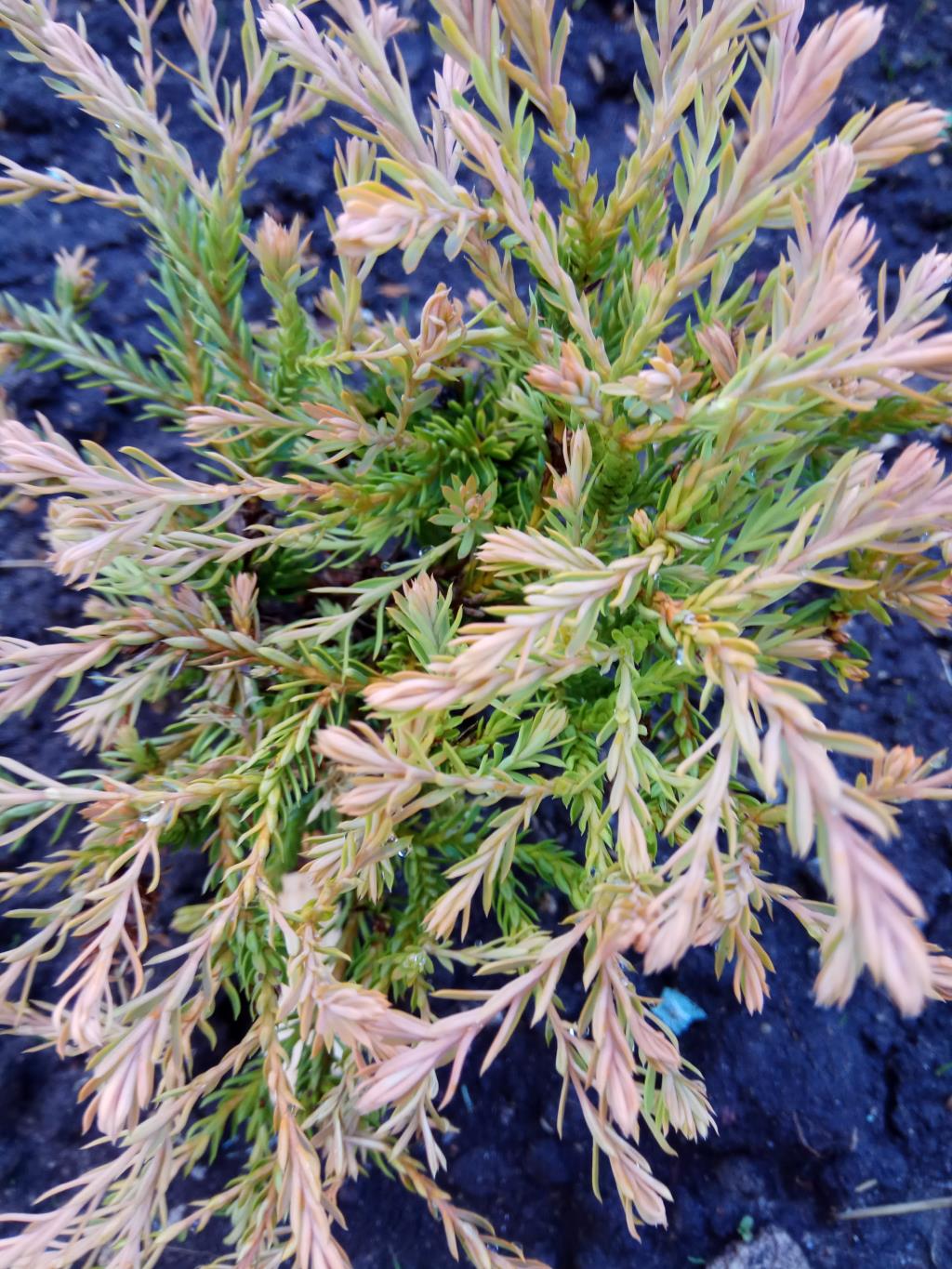 Можжевельник. 