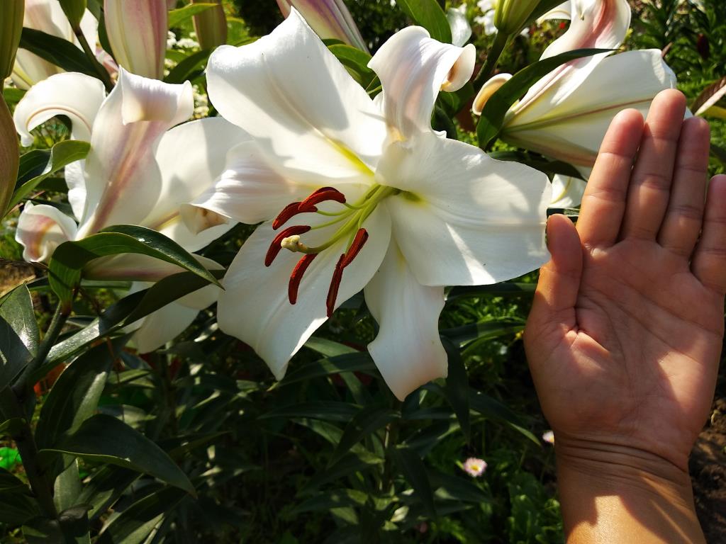 Лилия от гибрид красотка фото и описание